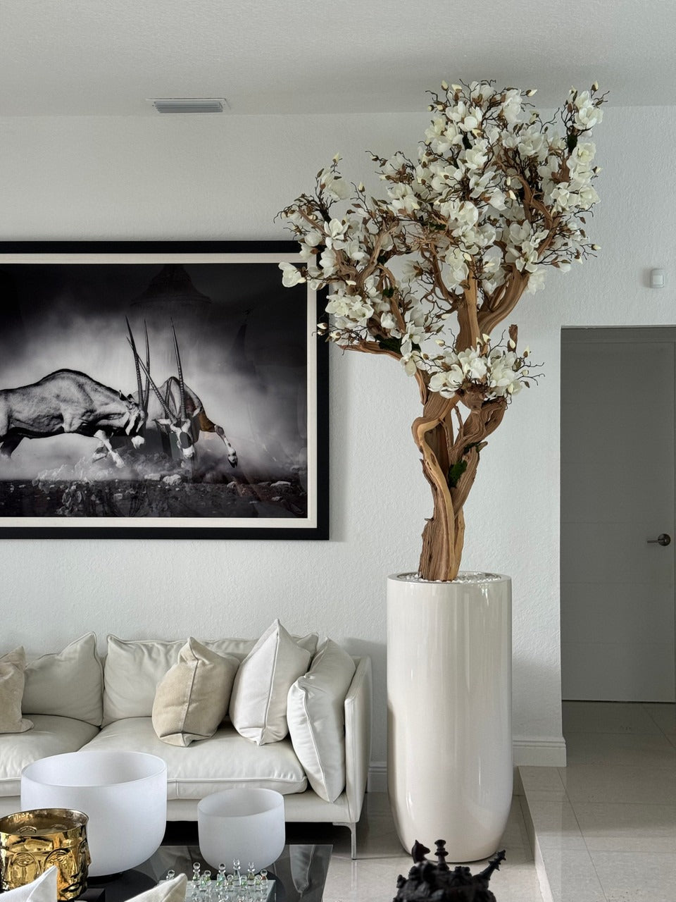 Magnolia blanc 10 ft en cache-pot St. Tropez beige brillant