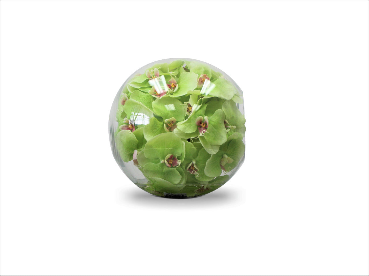 Vase Crosswinds 12" aux orchidées vertes