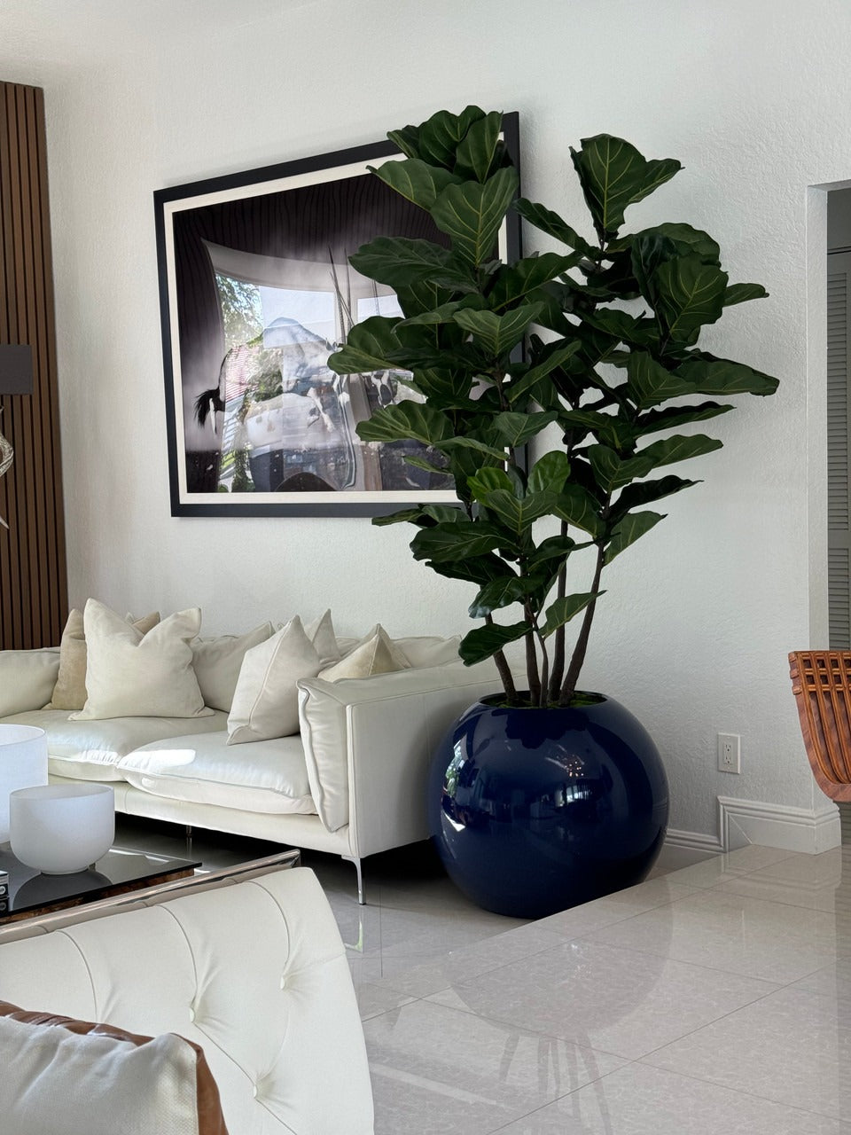 Cache-pot globe bleu 30" au ficus lyrata