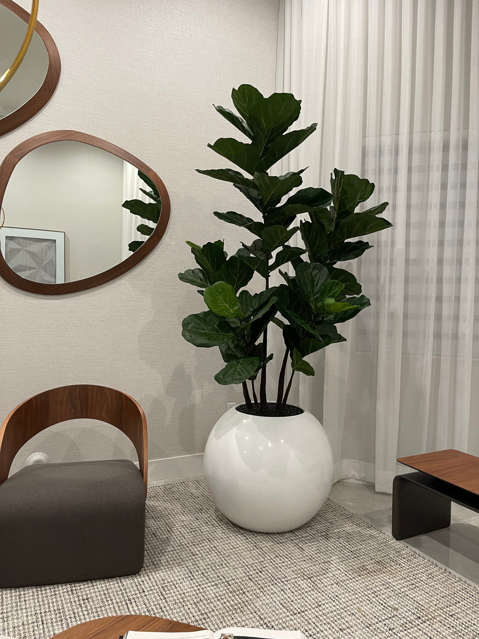 Cache-pot globe 30" au ficus lyrata