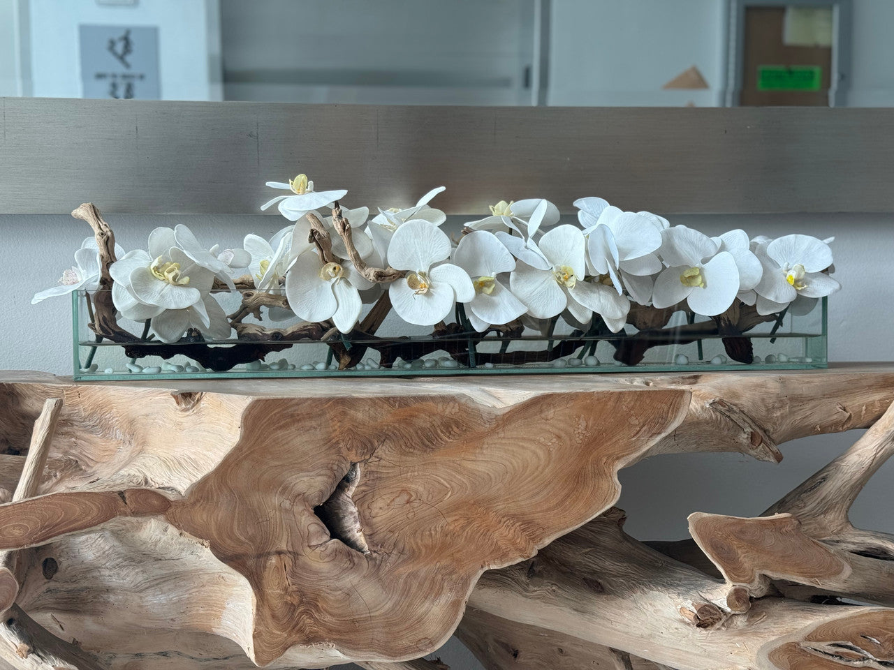 Cache-pot en verre plat Casa Moderna 36" aux orchidées Phalaenopsis blanches