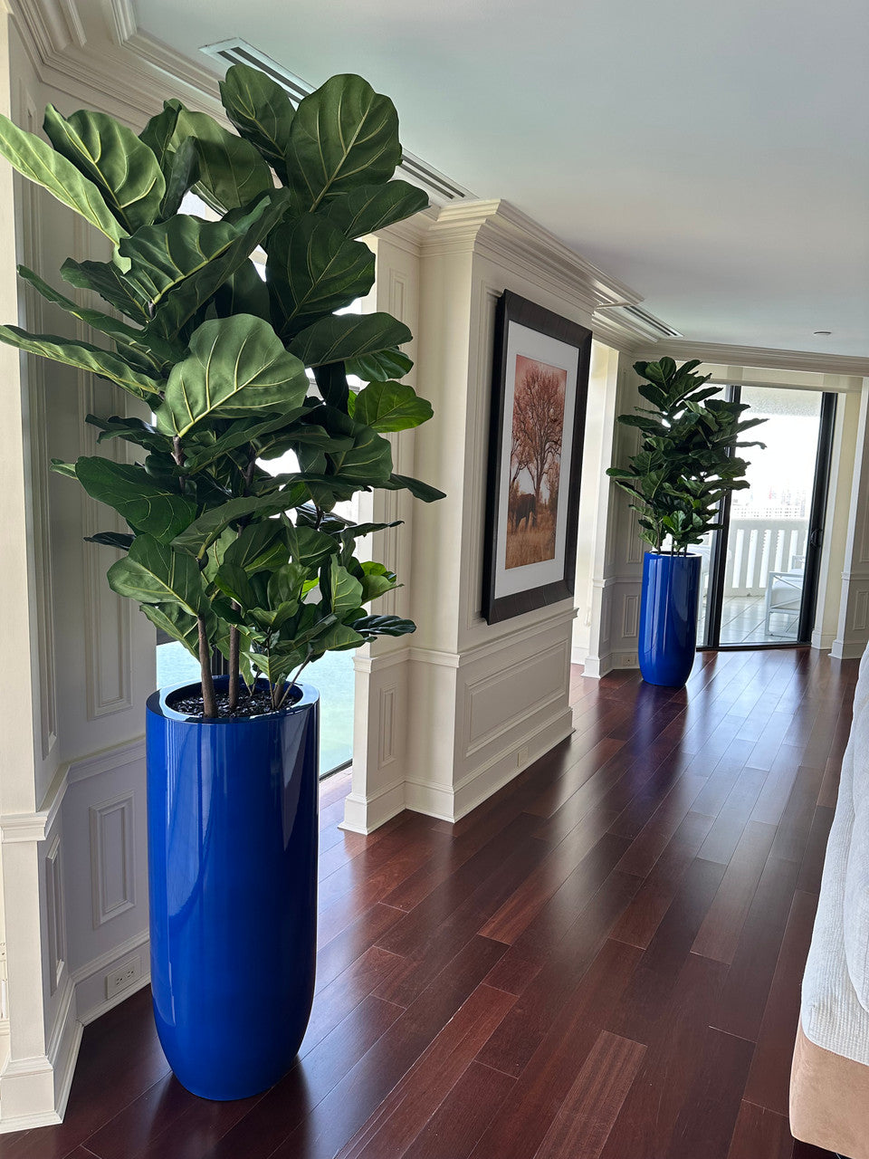 Ficus lyrata avec cache-pot St. Tropez bleu cobalt brillant