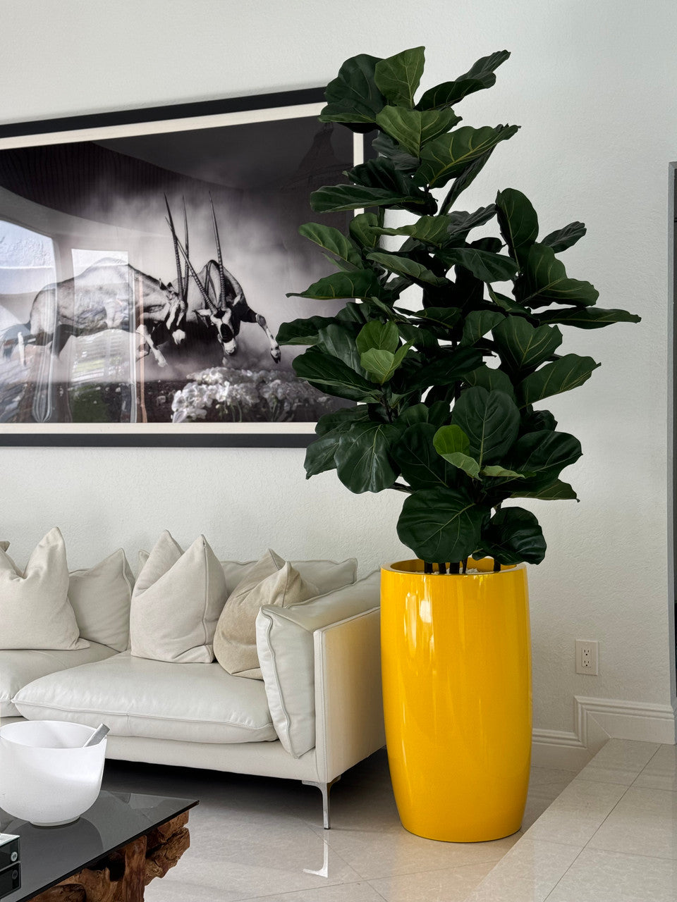Ficus lyrata avec cache-pot Lisbon jaune brillant