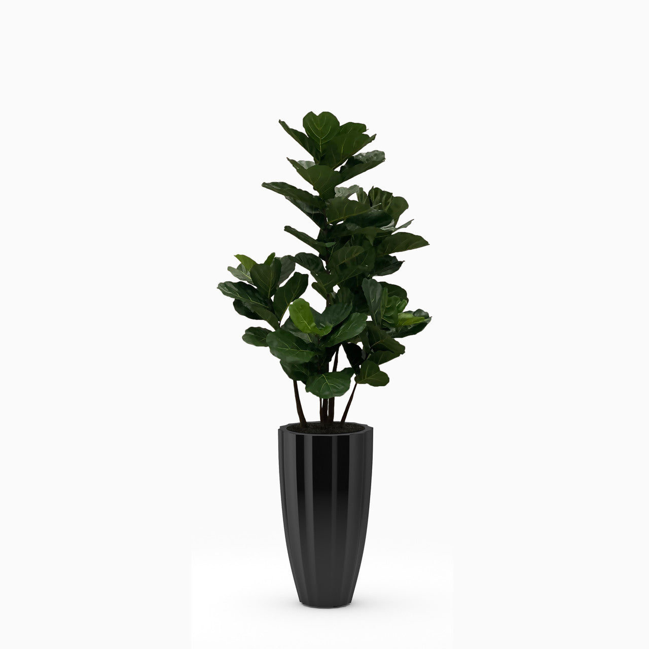 Cache-pot San Jose noir brillant au ficus lyrata