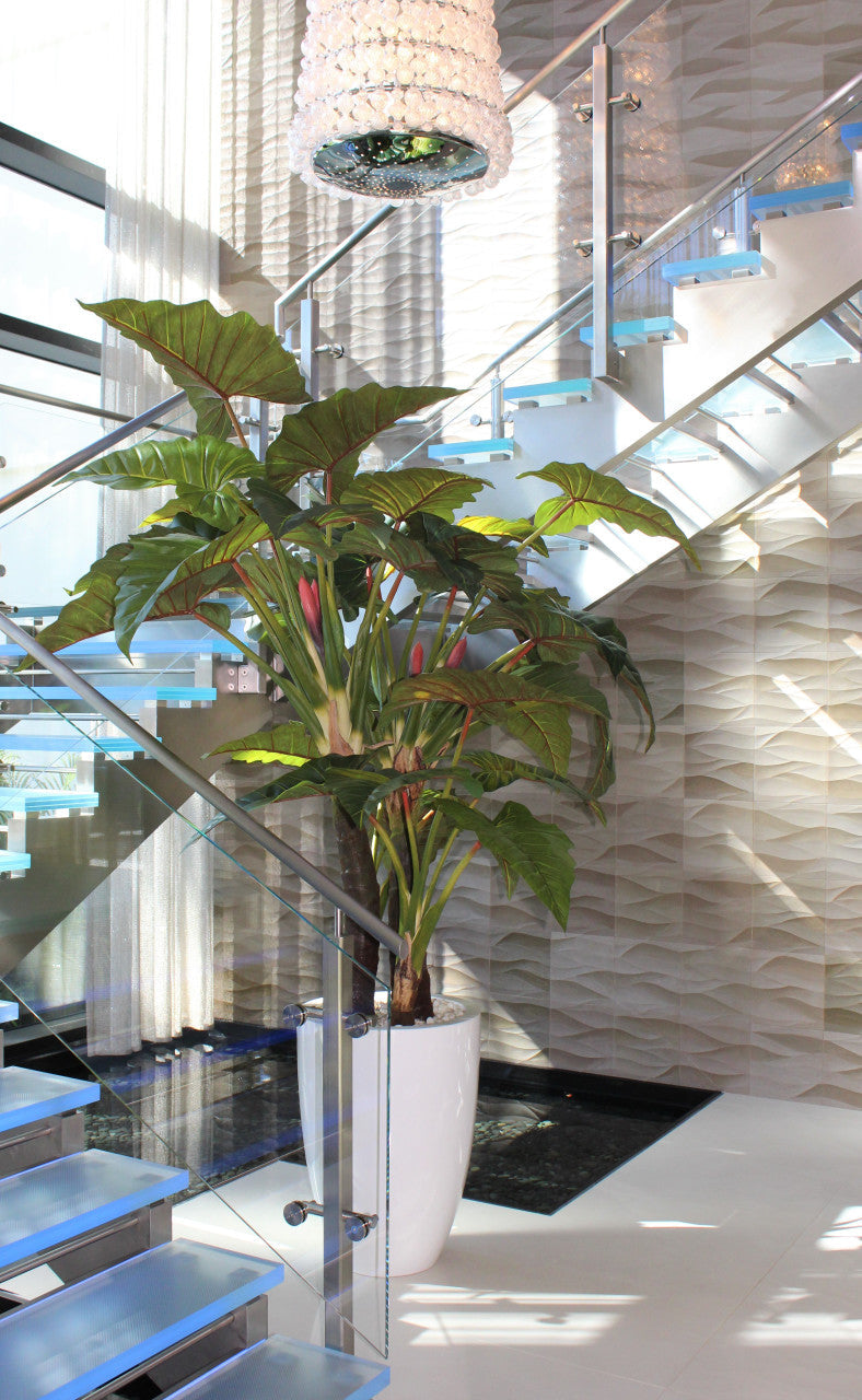 Alocasia Red Prince en cache-pot Ben XL blanc brillant